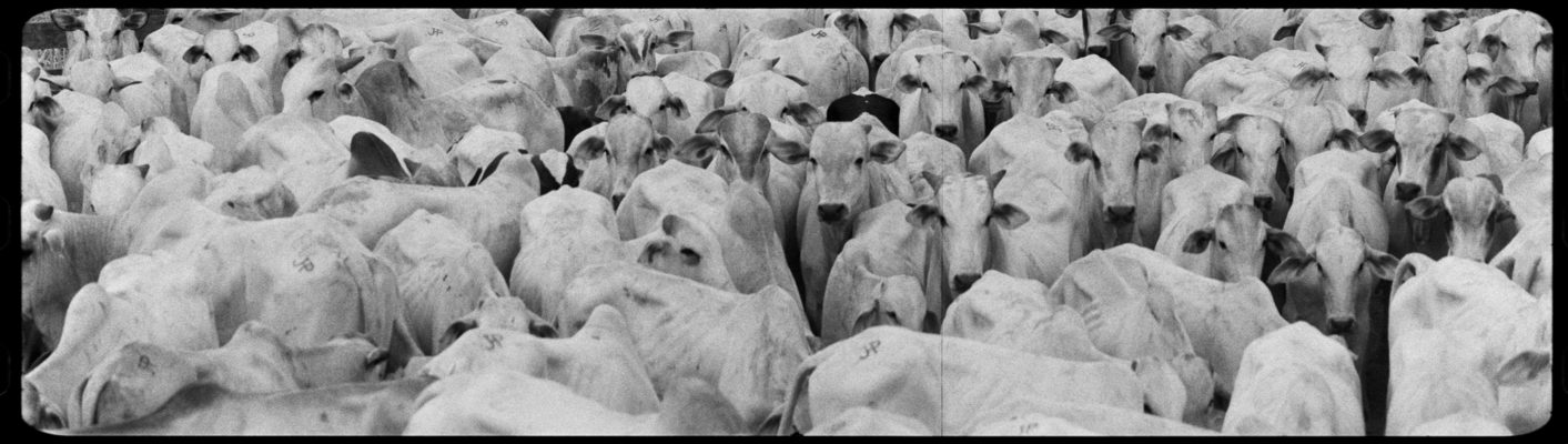 Photo of a work by Richard Mosse from the exhibition 