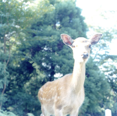 Rinko Kawauchi, Sans titre, 2004, de la série 