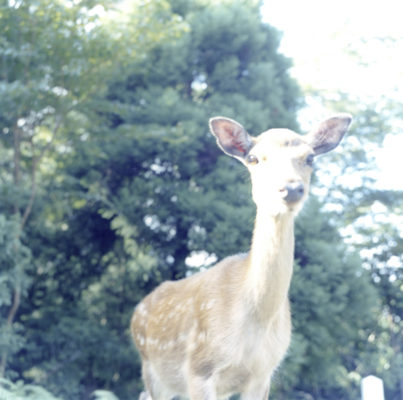 Rinko Kawauchi 